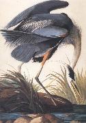John James Audubon Great Blue Heron Germany oil painting artist